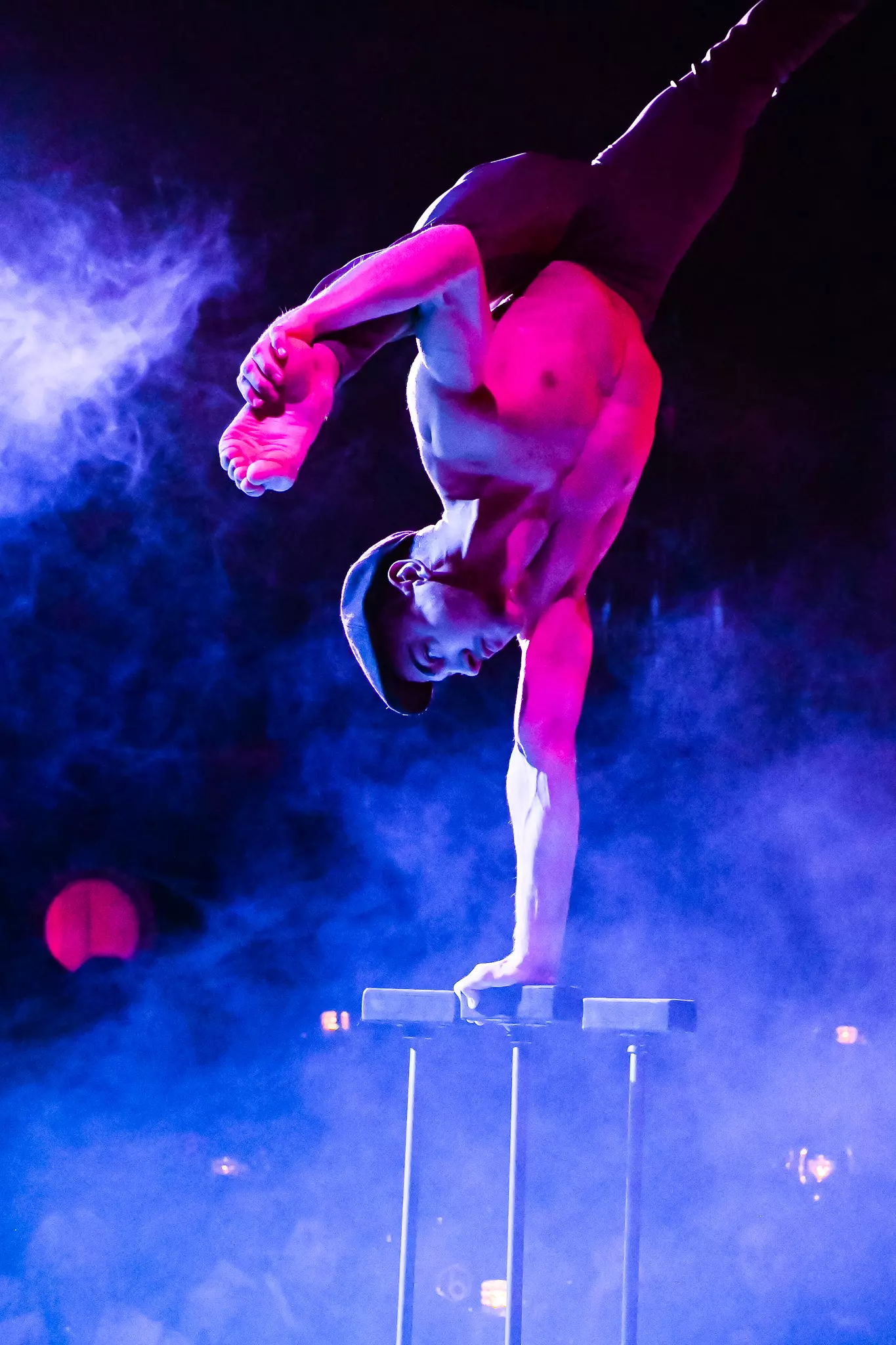 Bellis Weihnachtsvariete - 5